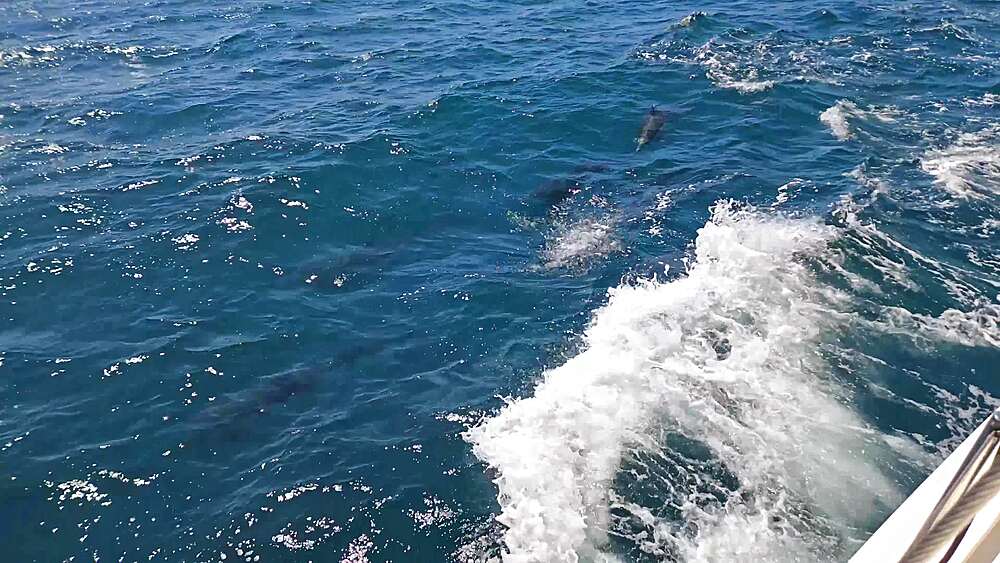 Dolphins surfing with a sailboat in Malibu, California