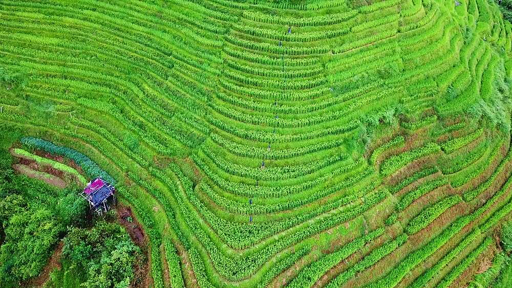 Top-down drone over lush green Longji Dragon Backbone Rice Terraces in summer, Guangxi, China