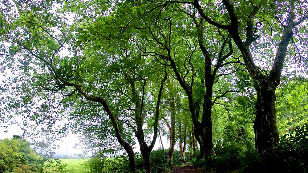Light filters through plane tree avenue on footpath b-roll for travel docs, Sao Miguel, Azores