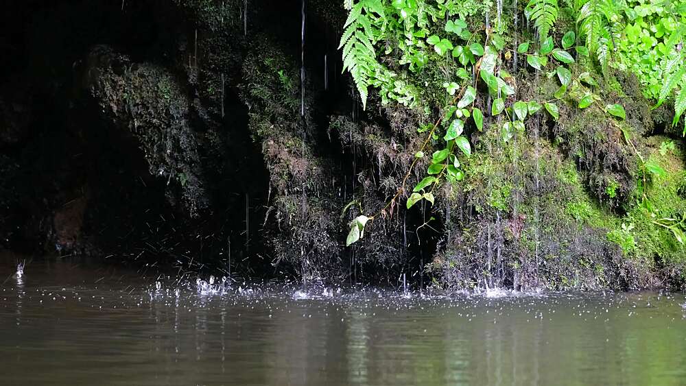 Rainwater drips into a dark grotto pool framed by dripping ferns at Poco Azul, Sao Miguel, Azores