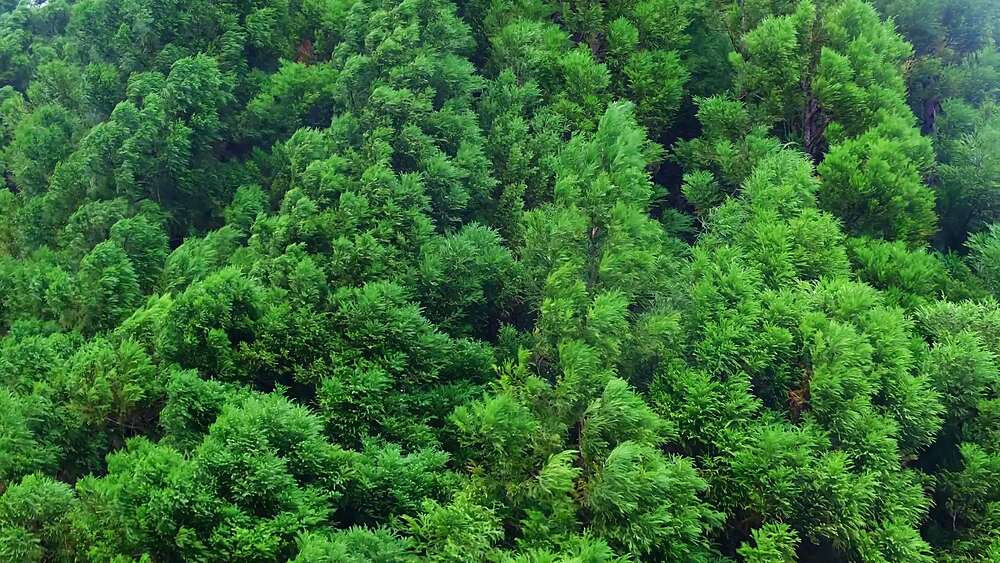 Wind stirs the bright canopy of a highland forest on a rainy afternoon, interior Sao Miguel, Azores