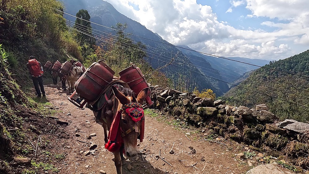 Mule train carrying gas cylinders along a narrow mountain trail, Annapurna region, Nepal