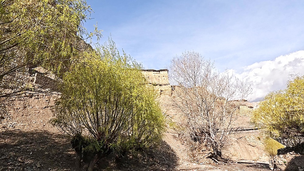 Spring willows below a traditional Tibetan-style house in Tetang village, arid Mustang highlands, Nepal