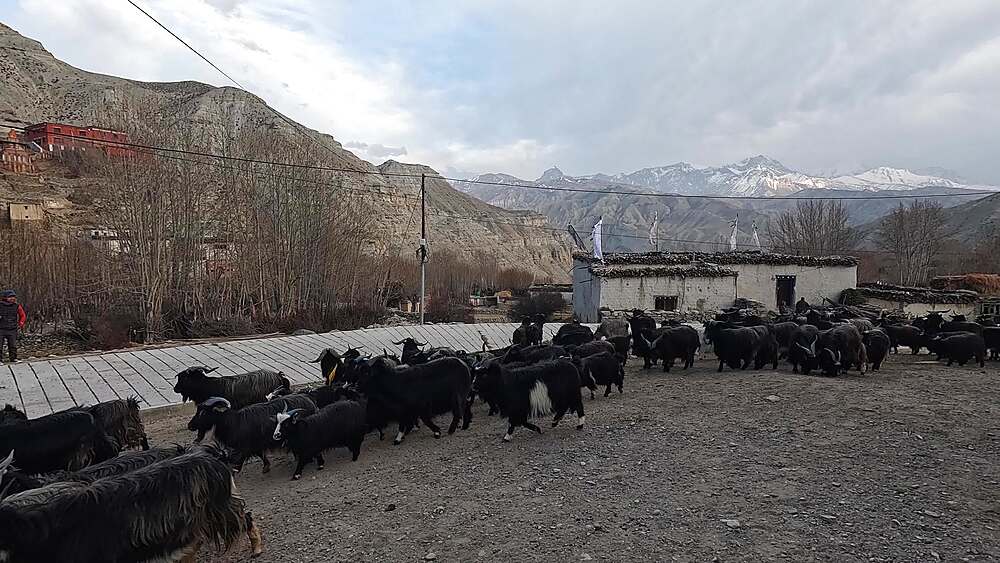 Dark goat  herd close-up  animals Ghiling Upper Mustang Nepal landscape