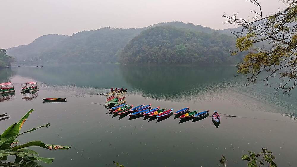 Scenic grid formation boats misty Phewa Lake, drooping branch foreground