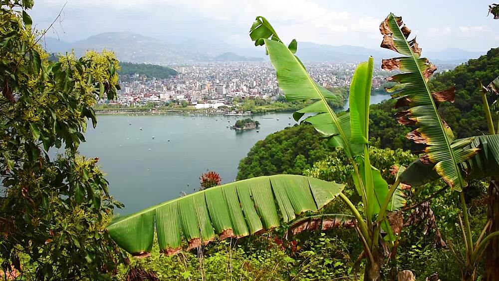 Elevated view over Phewa Lake and lakeside Pokhara framed by banana leaves, Nepal