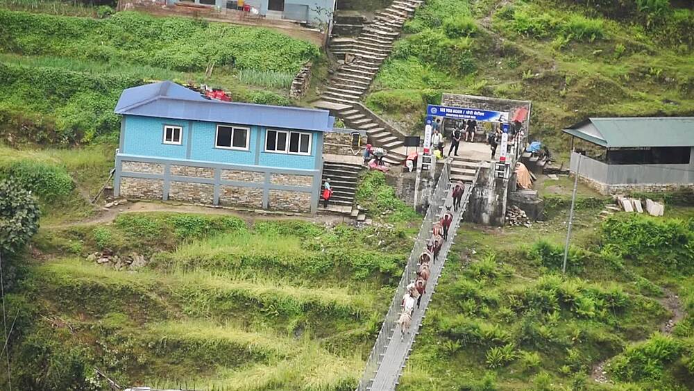 Mule train crossing the Jhinu Danda suspension bridge above green terraces, Annapurna region, Nepal