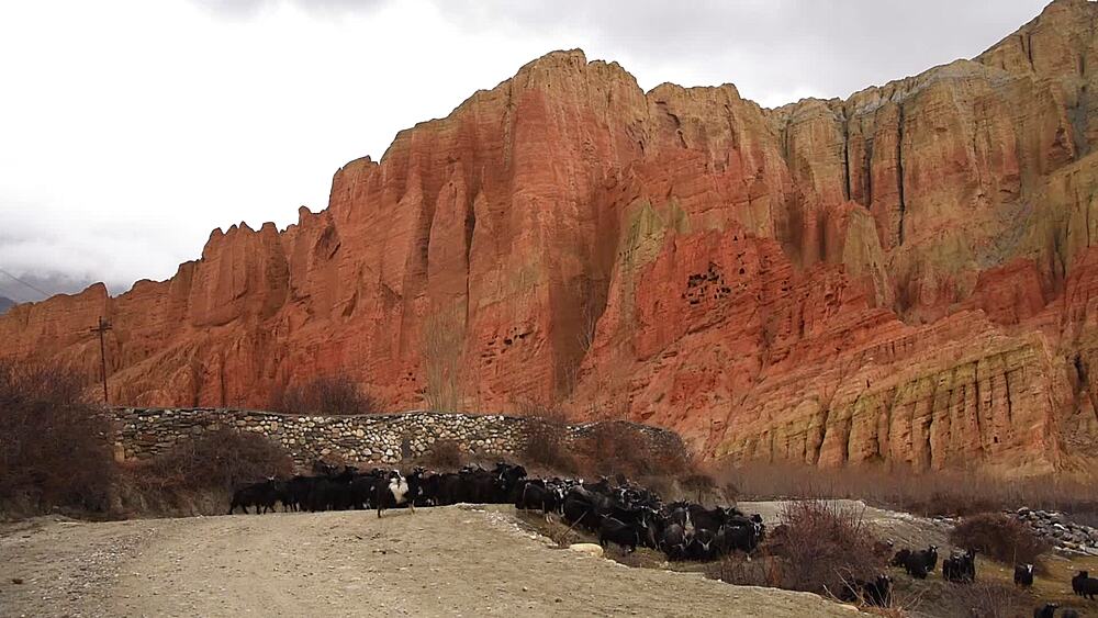 Herd of black goats driven along a stone wall beneath the dramatic red cliffs of Dhakmar, Upper Mustang, Nepal