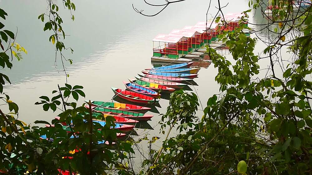 Colourful wooden doonga boats moored on Phewa Lake, Pokhara, seen through green foliage