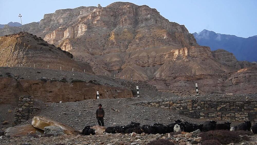 Herder boy drives a flock of black goats past stone walls below striated cliffs near Chele
