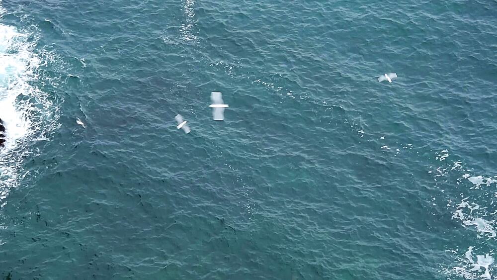 Static shot of seabirds skimming the Atlantic swell below the basalt cliffs of Londrangar, Snaefellsnes Peninsula
