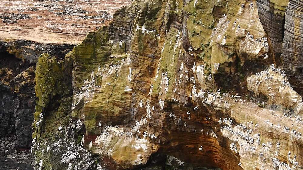 Static elevated shot of nesting seabird colony covering layered cliff face at Londrangar, Snaefellsnes Peninsula