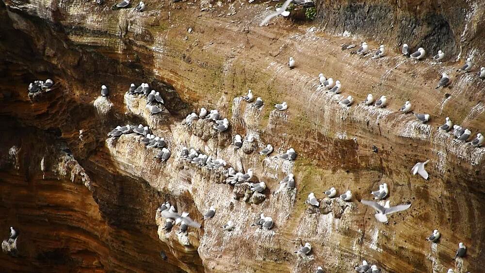Static close-up of kittiwakes densely packed on narrow ledges of Londrangar cliff face, Snaefellsnes Peninsula