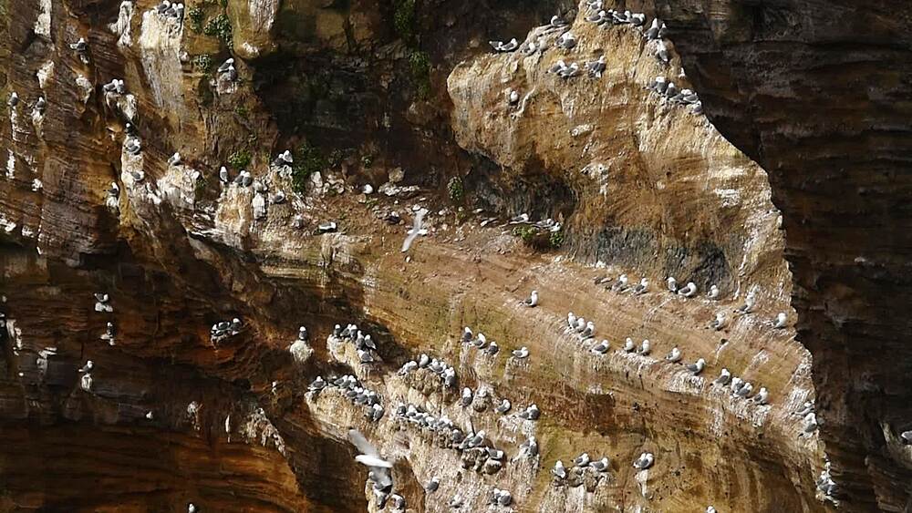 Static close-up of layered cliff terraces at Londrangar with scattered kittiwake pairs, Snaefellsnes Peninsula