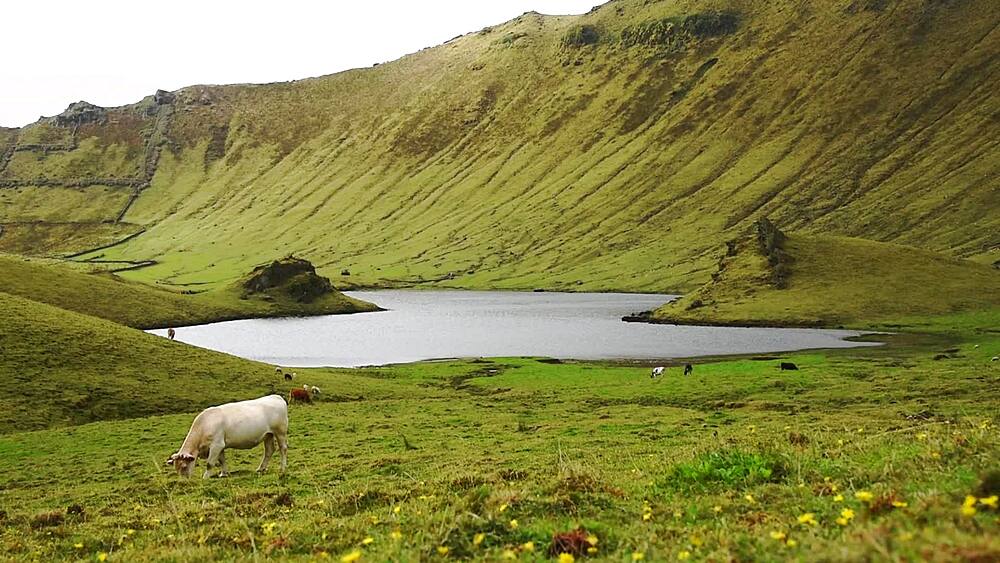 Cattle graze beside the crater lake inside the Caldeirao, Corvo Island, Western Group, Azores, Portugal