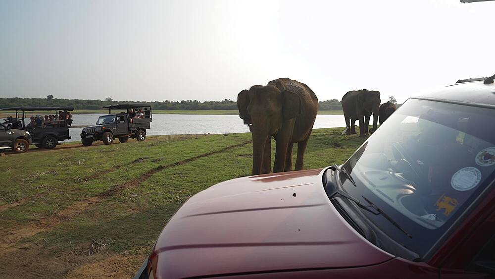 View from safari vehicle of other safari vehicles viewing wild elephants at Udawalawa Reservoir, Udawalawa, Central Province, Sri Lanka, Asia