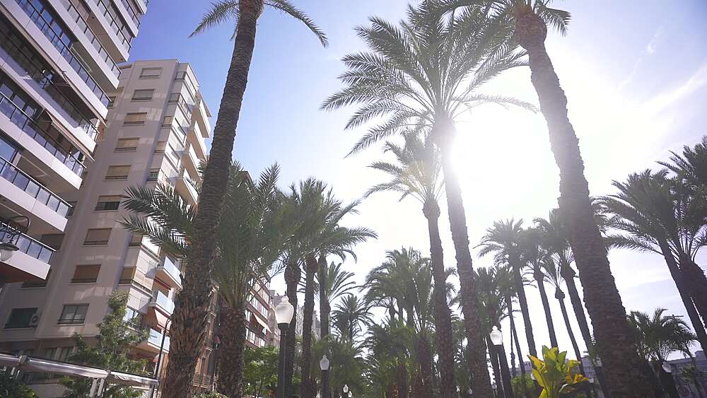 View of sun shining through palm trees on Explanada of Spain on a sunny day, Alicante, Costa Blanca, Spain, Europe