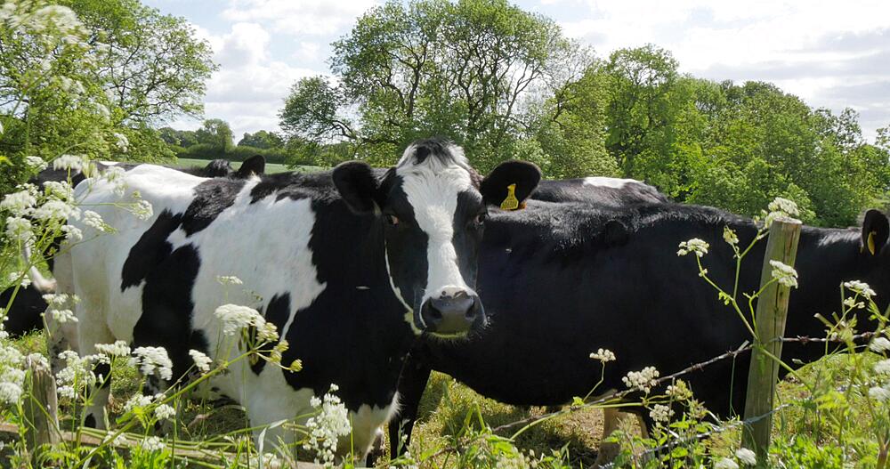 Cows in Field in Derbyshire Dales near Higham, Chesterfield, Derbyshire, England, UK, Europe