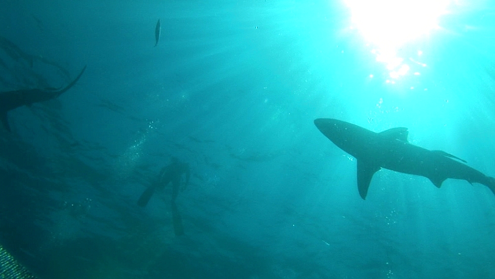 Sharks (currently unidentified) circle in ball of sun at surface (with swimmer at surface). Aliwal Shoal, South Africa