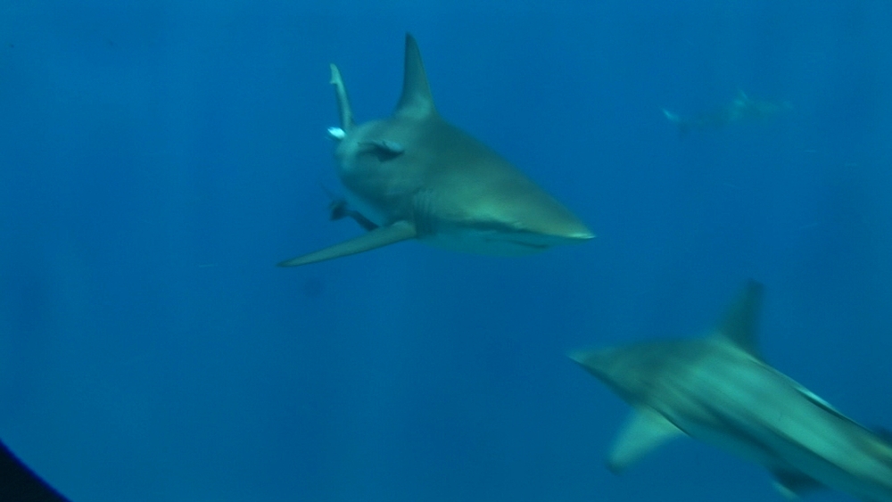 Blacktip reef shark (Carcharhinus melanopterus) with remora fish. Aliwal Shoal, South Africa