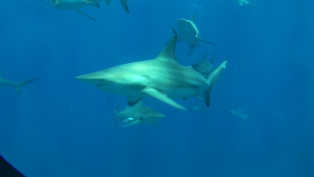 Blacktip reef sharks (Carcharhinus melanopterus). Aliwal Shoal, South Africa