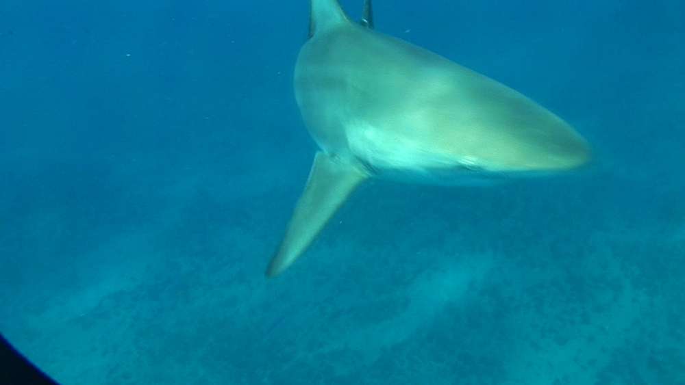 Blacktip reef sharks (Carcharhinus melanopterus). Aliwal Shoal, South Africa