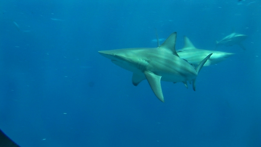 Blacktip reef sharks (Carcharhinus melanopterus). Aliwal Shoal, South Africa