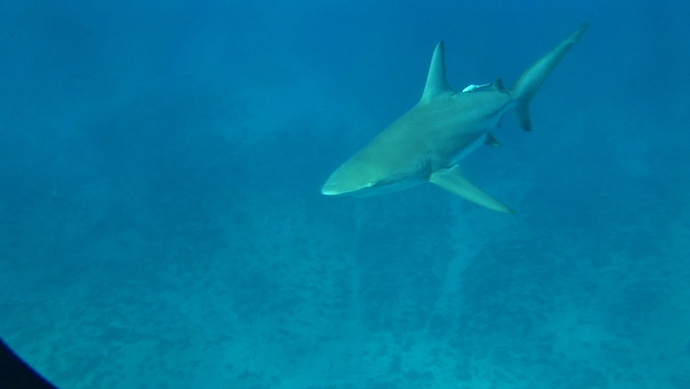 Blacktip reef shark (Carcharhinus melanopterus). Aliwal Shoal, South Africa