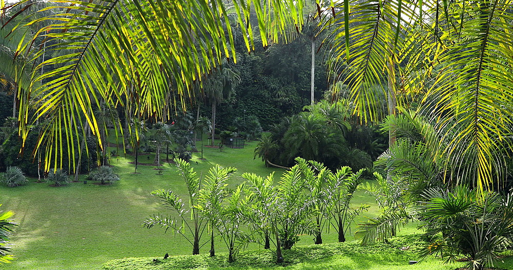 Palm Valley in Botanic Gardens, Singapore, Southeast Asia, Asia