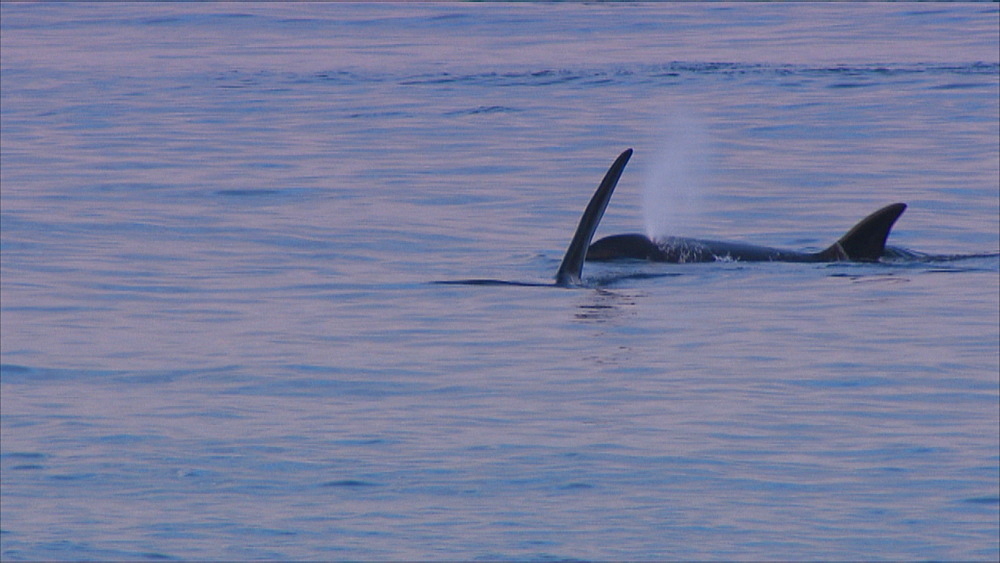 Orca (Orcinus orca), swim and dive to camera, preliminary to attack in shallow water. Predation behaviour. Punta Norte, Valdez Peninsula, Patagonia, Argentina