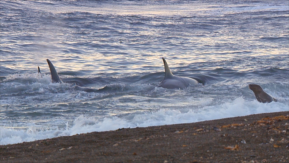 Orca (Orcinus orca) pod patroling in shallow water. One Patagonian sea lion (Otaria flavescens) at edge of surf. Predation behaviour. Punta Norte, Valdez Peninsula, Patagonia, Argentina