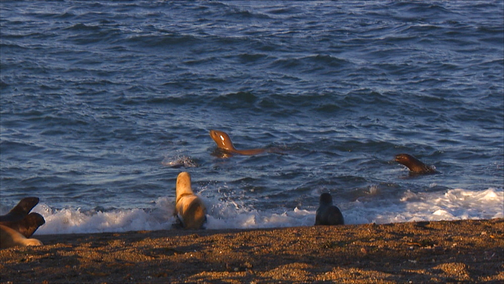Patagonian sea lion (Otaria flavescens) females in surf. Punta Norte, Valdez Peninsula, Patagonia, Argentina