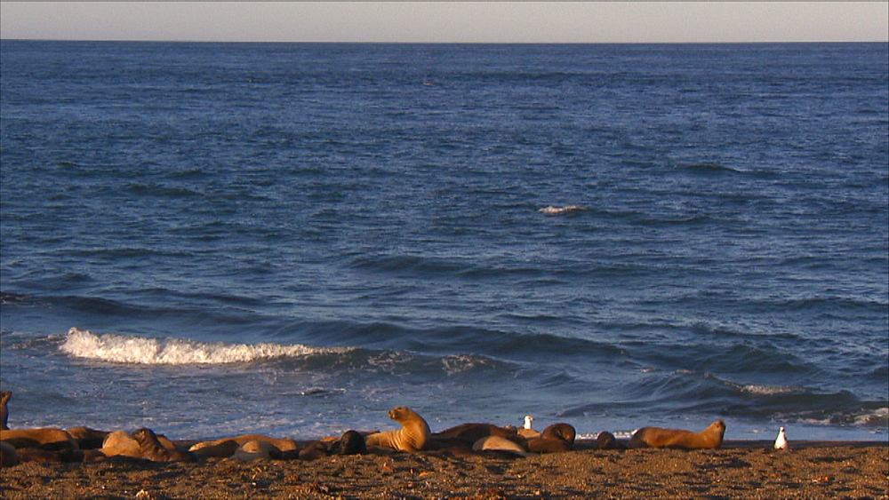 Patagonian sea lion (Otaria flavescens) colony. Punta Norte, Valdez Peninsula, Patagonia, Argentina