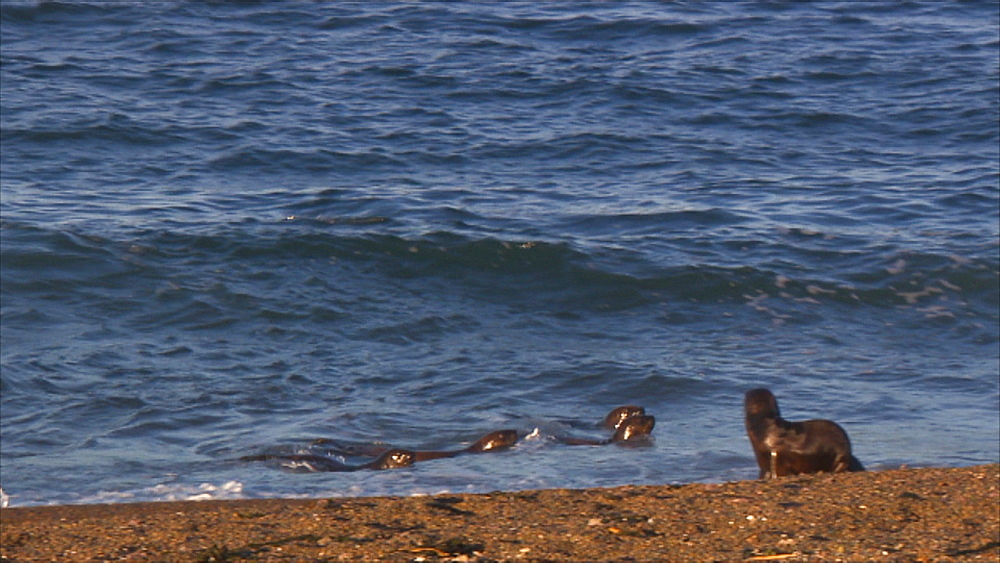 Patagonian sea lion (Otaria flavescens) pups in shallow water. Punta Norte, Valdez Peninsula, Patagonia, Argentina