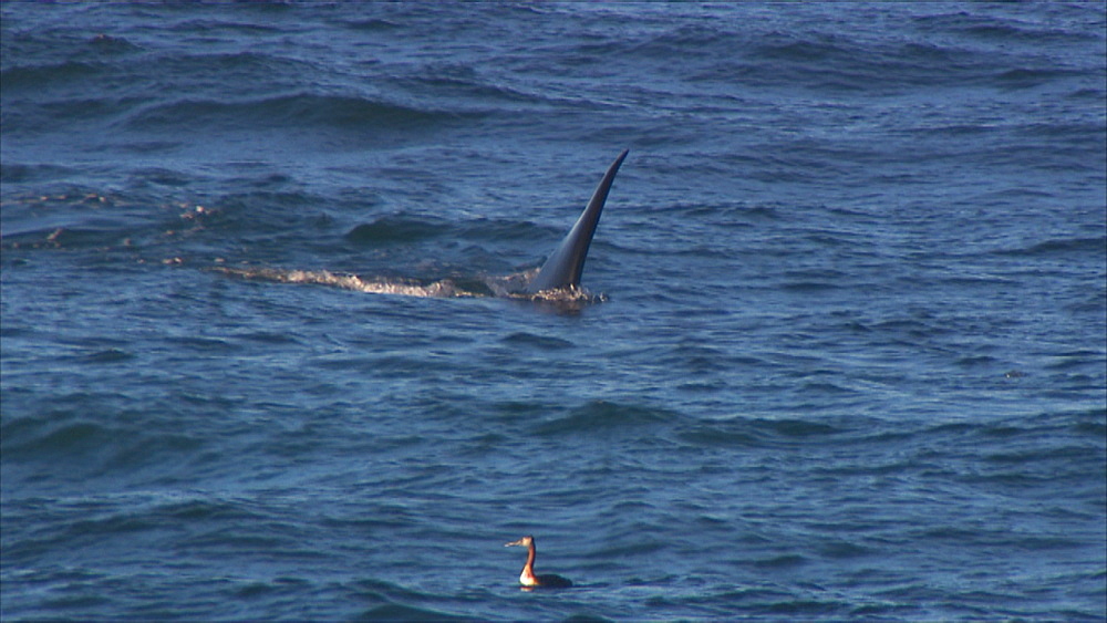 Orca (Orcinus orca) pod surfacing in deeper water. Punta Norte, Valdez Peninsula, Patagonia, Argentina
