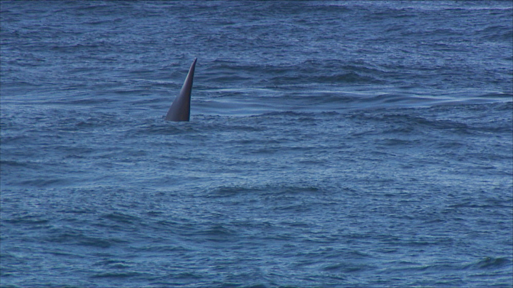 Orca (Orcinus orca) dorsal fin through water and surfacing. Punta Norte, Valdez Peninsula, Patagonia, Argentina
