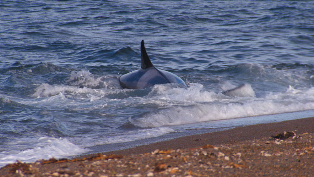Orca (Orcinus orca) thrashing about in shallow water after stranding. Predation behaviour. Punta Norte, Valdez Peninsula, Patagonia, Argentina