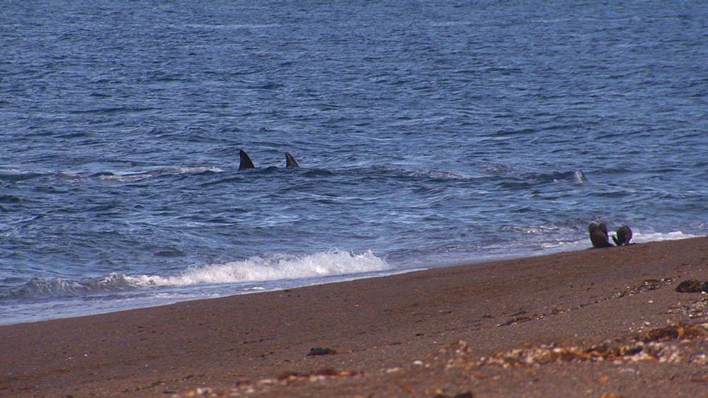 Orca (Orcinus orca) attack in shallow water, Patagonian sea lions (Otaria flavescens) react. Predation behaviour. Punta Norte, Valdez Peninsula, Patagonia, Argentina