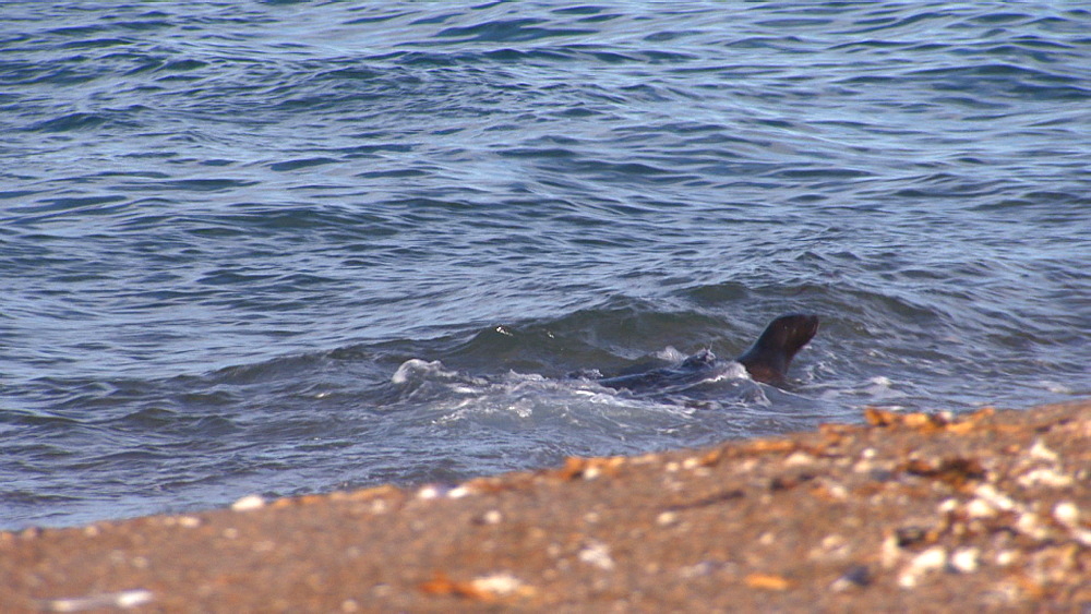 Patagonian sea lion (Otaria flavescens) pups gambol in surf. Punta Norte, Valdez Peninsula, Patagonia, Argentina
