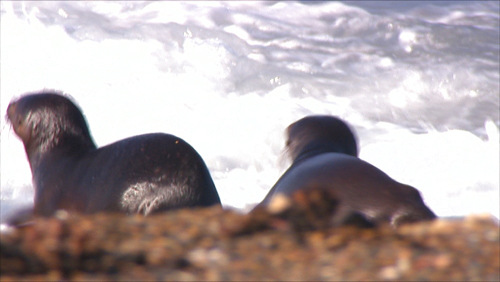 Patagonian sea lion (Otaria flavescens) pups enter surf. Punta Norte, Valdez Peninsula, Patagonia, Argentina