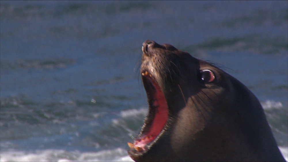 Southern elephant seal (Mirounga leonina) juvenile male calls in territorial dispute with neighbour. Punta Norte, Valdez Peninsula, Patagonia, Argentina