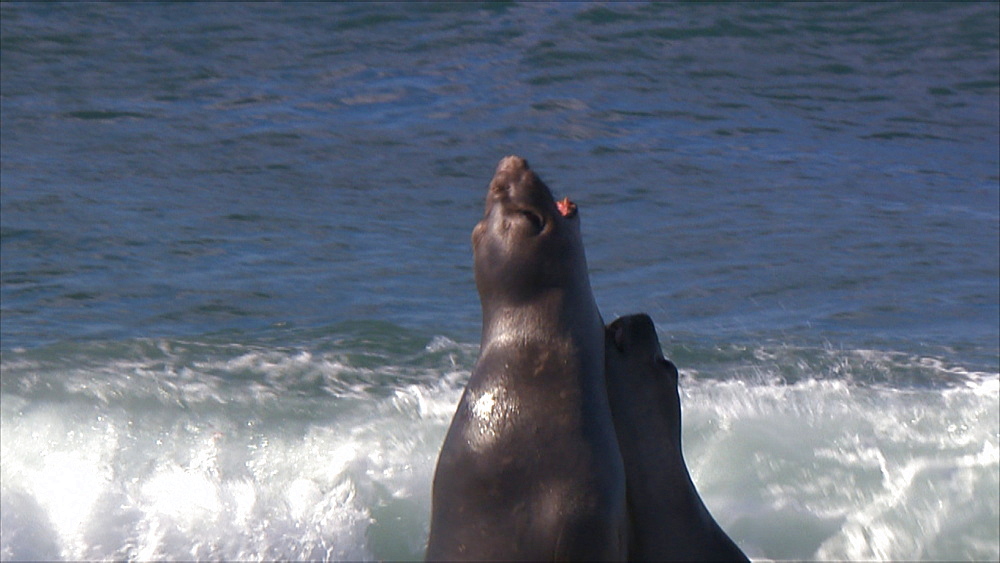 Southern elephant seal (Mirounga leonina) juvenile males fight. Punta Norte, Valdez Peninsula, Patagonia, Argentina