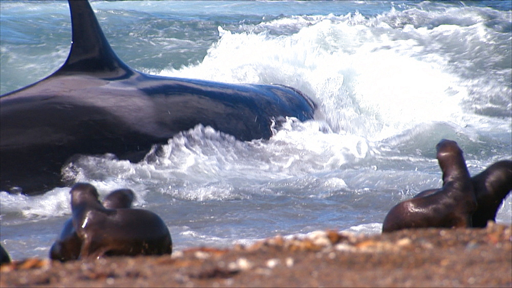 Orca (Orcinus orca) thrashing about in shallow water after stranding, Patagonian sea lion (Otaria flavescens) pups on beach in foreground. Predation behaviour. Punta Norte, Valdez Peninsula, Patagonia, Argentina