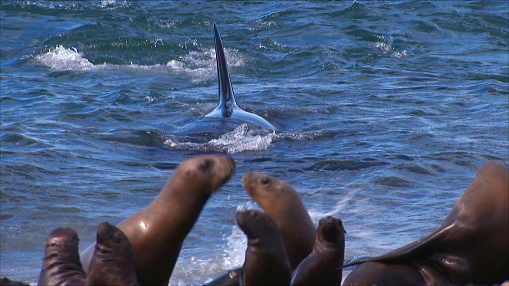 Orca (Orcinus orca) successful attack in shallow water, Patagonian sea lions (Otaria flavescens) react. Predation behaviour. Punta Norte, Valdez Peninsula, Patagonia, Argentina
