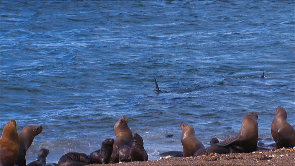 Orca (Orcinus orca) pair move in to attack in shallow water, Patagonian sea lions (Otaria flavescens) on beach in foreground and pups in water with whales. Predation behaviour. Punta Norte, Valdez Peninsula, Patagonia, Argentina