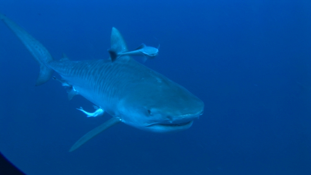 Tiger shark (Galeocerdo cuvier) bumps into camera. Aliwal Shoal, South Africa