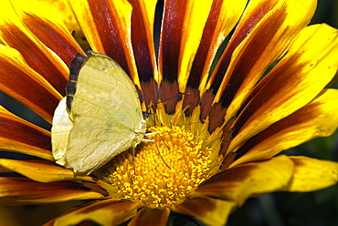 Close-up of a butterfly pollinating a flower