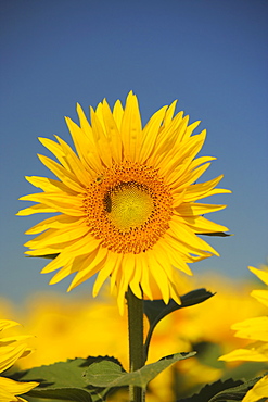 Close-up of a sunflower