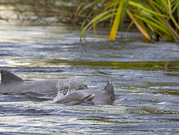 A small pod of Tucuxi, or gray river dolphins, Sotalia fluviatilis, surfacing on Nauta Creek, Maraon River, Peru