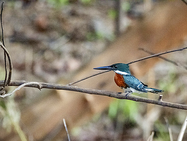 An adult male Amazon kingfisher (Chloroceryle amazona) perched on a tree on Clavero Lake, Peru
